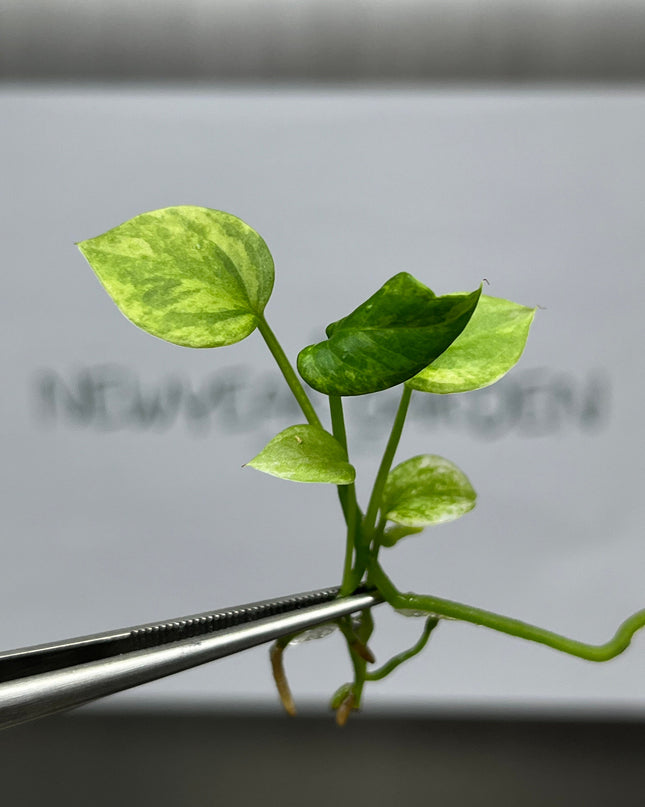 Anthurium Vittarifolium Variegated Tissue Culture (1 item/bag)