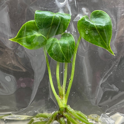 Anthurium Clarinervinum Hybrid Tissue Culture (1 item/bag)