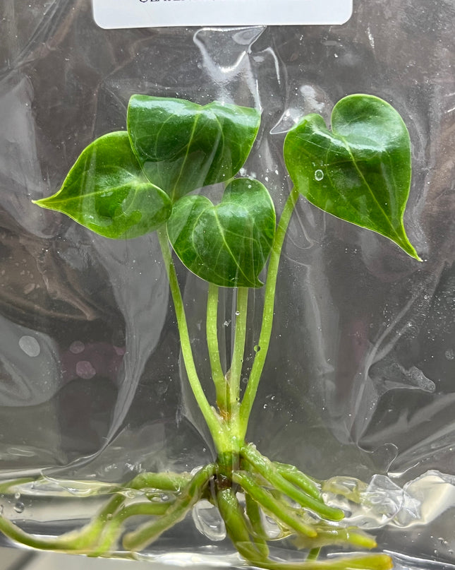 Anthurium Clarinervinum Hybrid Tissue Culture (1 item/bag)