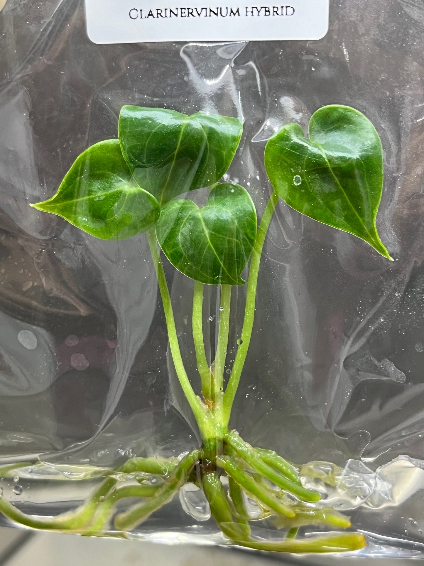 Anthurium Clarinervinum Hybrid Tissue Culture (1 item/bag)