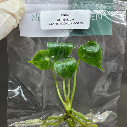 Anthurium Clarinervinum Hybrid Tissue Culture (1 item/bag)