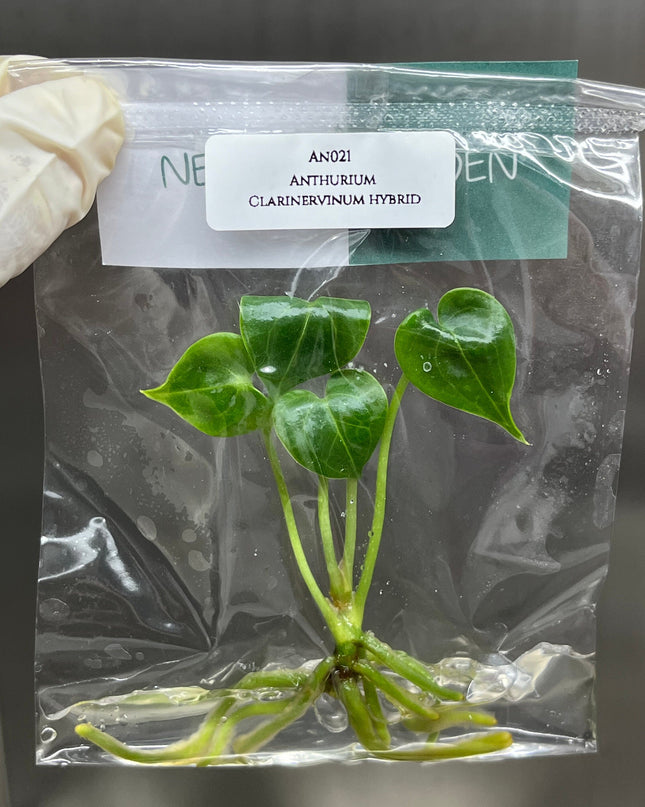 Anthurium Clarinervinum Hybrid Tissue Culture (1 item/bag)