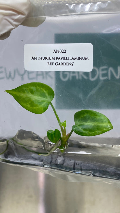 Anthurium Paillilaminum Ree Gardens Tissue Culture (1 item/bag)