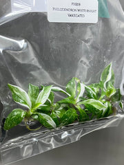 Philodendron White Knight Variegated (5 plants/bag) Tissue Culture