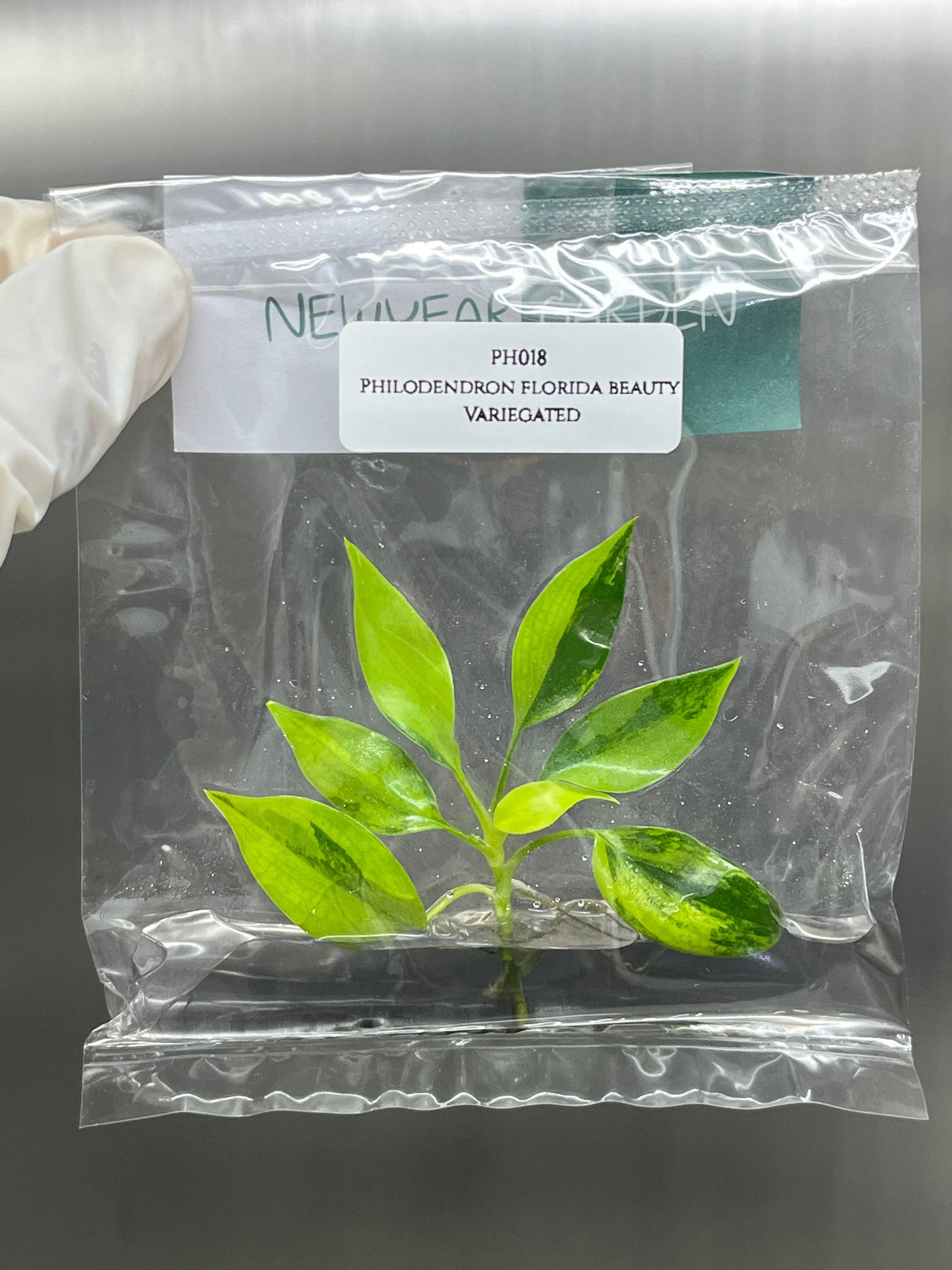 Philodendron Florida Beauty Variegated (1 plant/bag) Tissue Culture