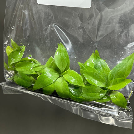 Philodendron Serpens Tissue Culture (5 items/bag)