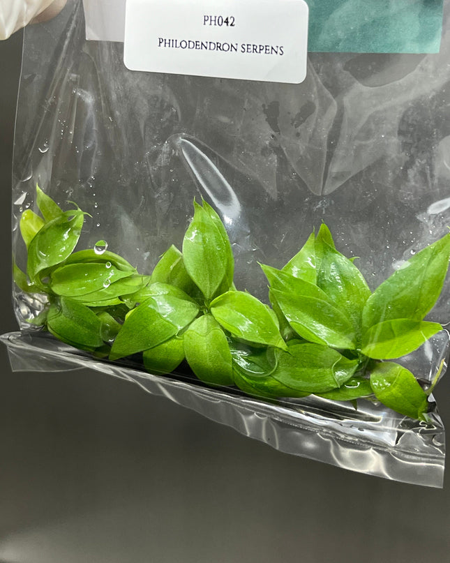 Philodendron Serpens Tissue Culture (5 items/bag)