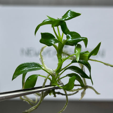 Philodendron Longilobatum Lelano Miyano Tissue Culture (1 item/bag)