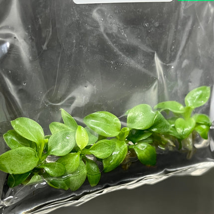 Philodendron El Choco Red Tissue Culture (5 items/bag)