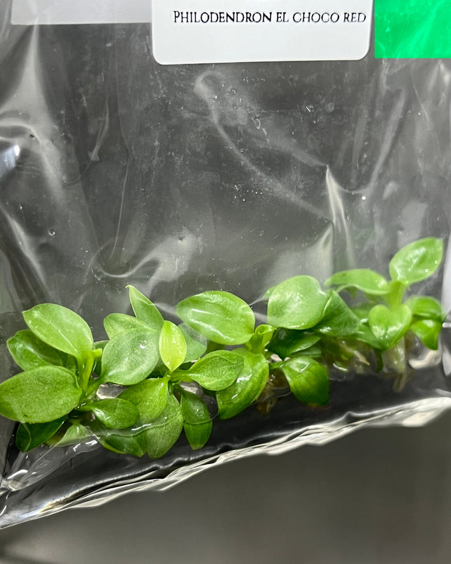 Philodendron El Choco Red Tissue Culture (5 items/bag)