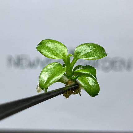 Philodendron El Choco Red Tissue Culture (5 items/bag)