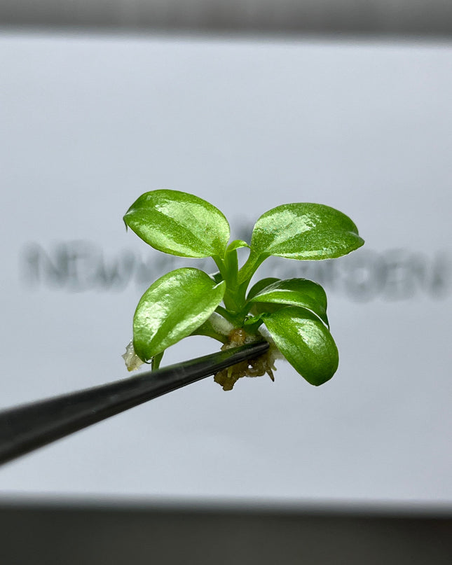 Philodendron El Choco Red Tissue Culture (5 items/bag)