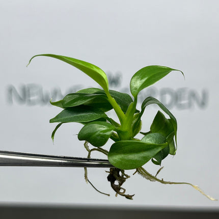 Philodendron Splendid Tissue Culture (5 items/bag)