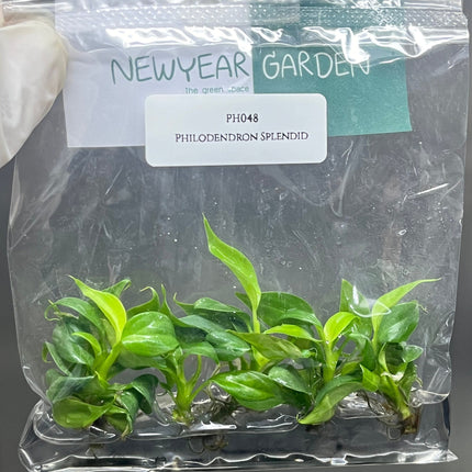 Philodendron Splendid Tissue Culture (5 items/bag)