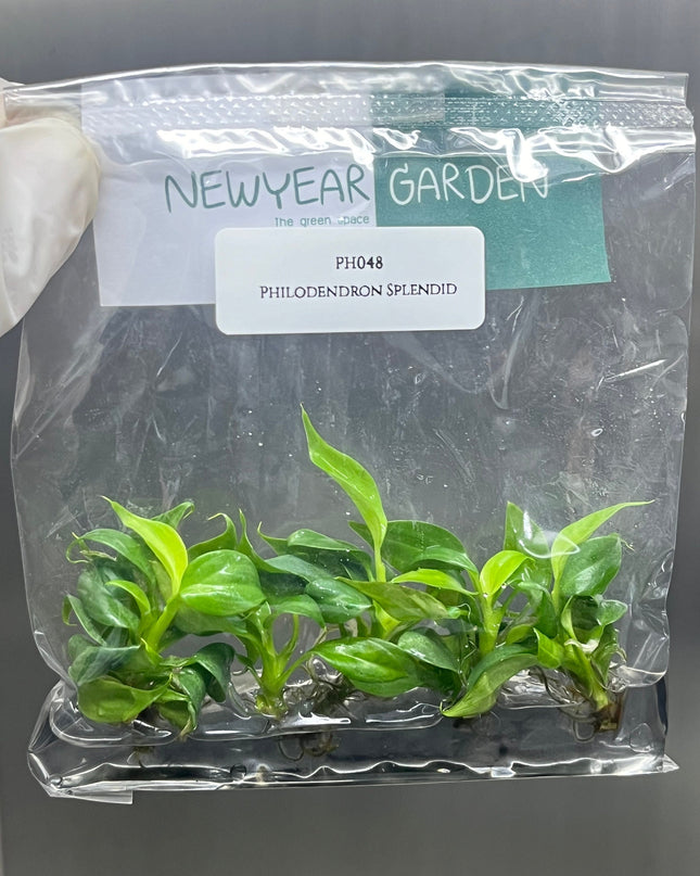 Philodendron Splendid Tissue Culture (5 items/bag)