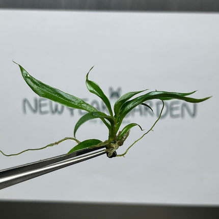 Philodendron Tortum Tissue Culture (5 items/bag)