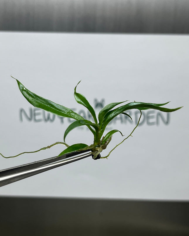 Philodendron Tortum Tissue Culture (5 items/bag)