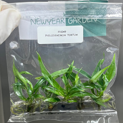 Philodendron Tortum Tissue Culture (5 items/bag)