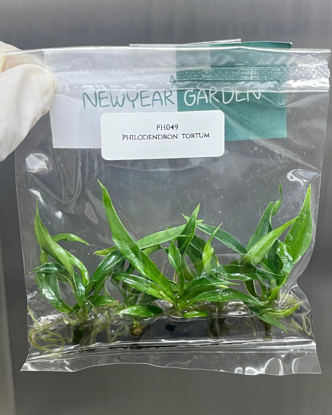 Philodendron Tortum Tissue Culture (5 items/bag)