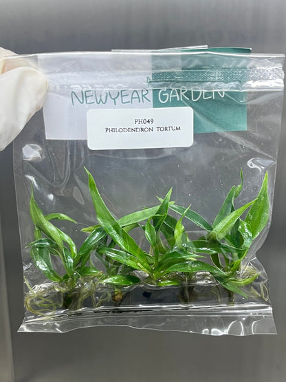 Philodendron Tortum Tissue Culture (5 items/bag)