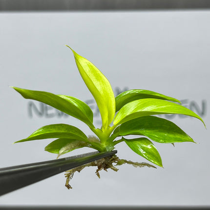 Philodendron Moonlight Variegated Tissue Culture (1 item/bag)