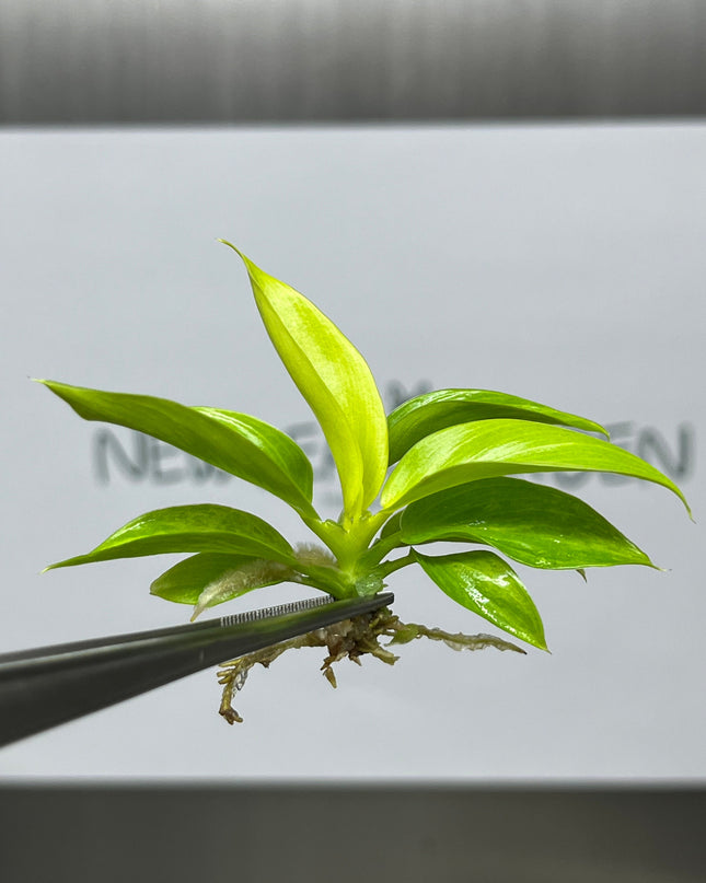 Philodendron Moonlight Variegated Tissue Culture (1 item/bag)