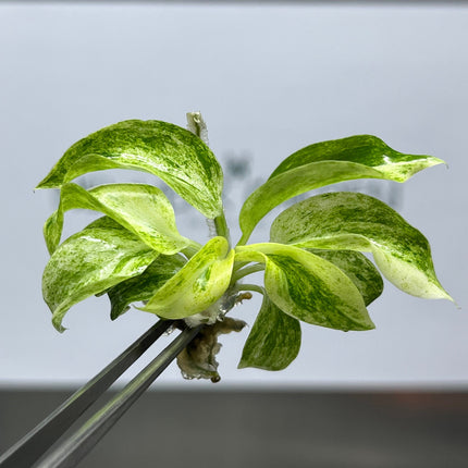 Philodendron Giganteum Variegated Tissue Culture (1 item/bag)