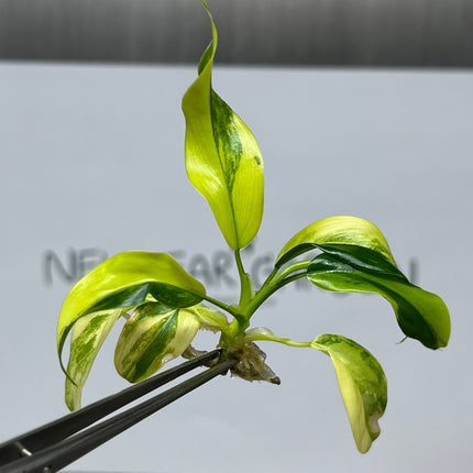 Philodendron Domesticum Variegated Tissue Culture (1 item/bag)