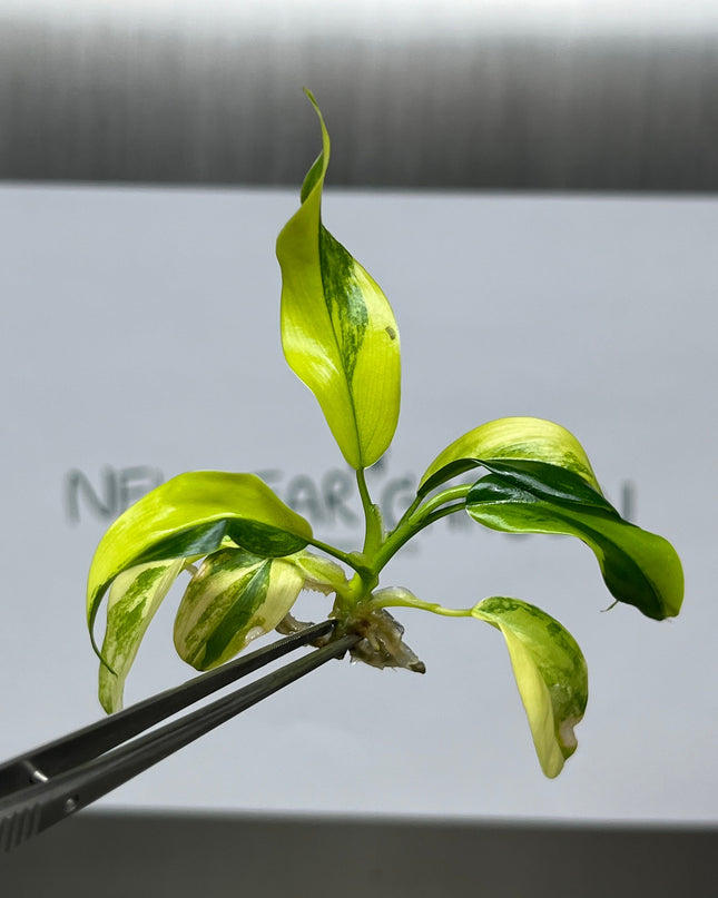 Philodendron Domesticum Variegated Tissue Culture (1 item/bag)