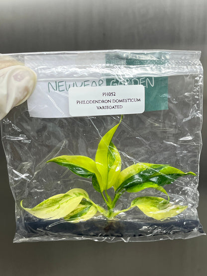 Philodendron Domesticum Variegated Tissue Culture (1 item/bag)