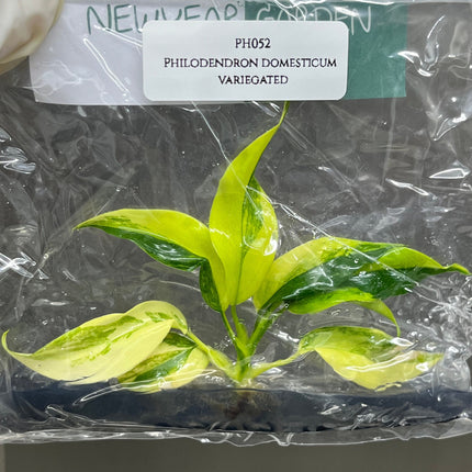 Philodendron Domesticum Variegated Tissue Culture (1 item/bag)
