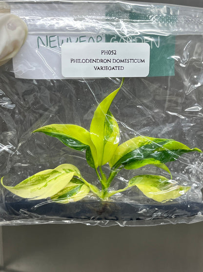 Philodendron Domesticum Variegated Tissue Culture (1 item/bag)
