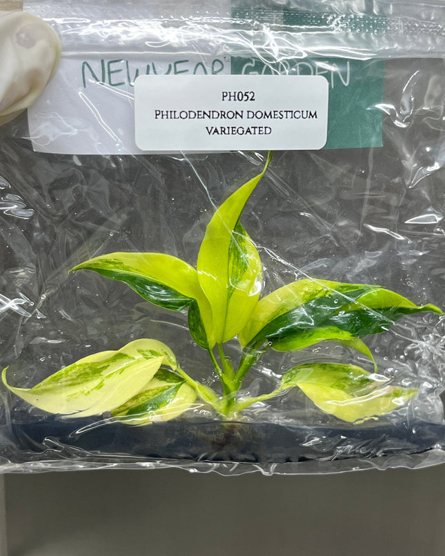 Philodendron Domesticum Variegated Tissue Culture (1 item/bag)