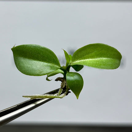 Philodendron Gloriosum Pink Back  Tissue Culture (5 items/bag)