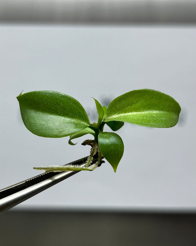 Philodendron Gloriosum Pink Back  Tissue Culture (5 items/bag)
