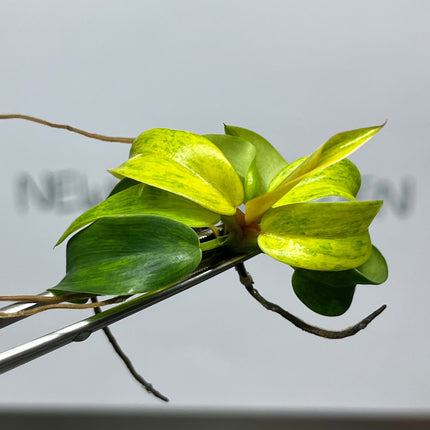 Philodendron Orange Marmalade Tissue Culture (1 item/bag)