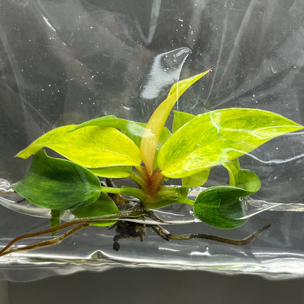Philodendron Orange Marmalade Tissue Culture (1 item/bag)