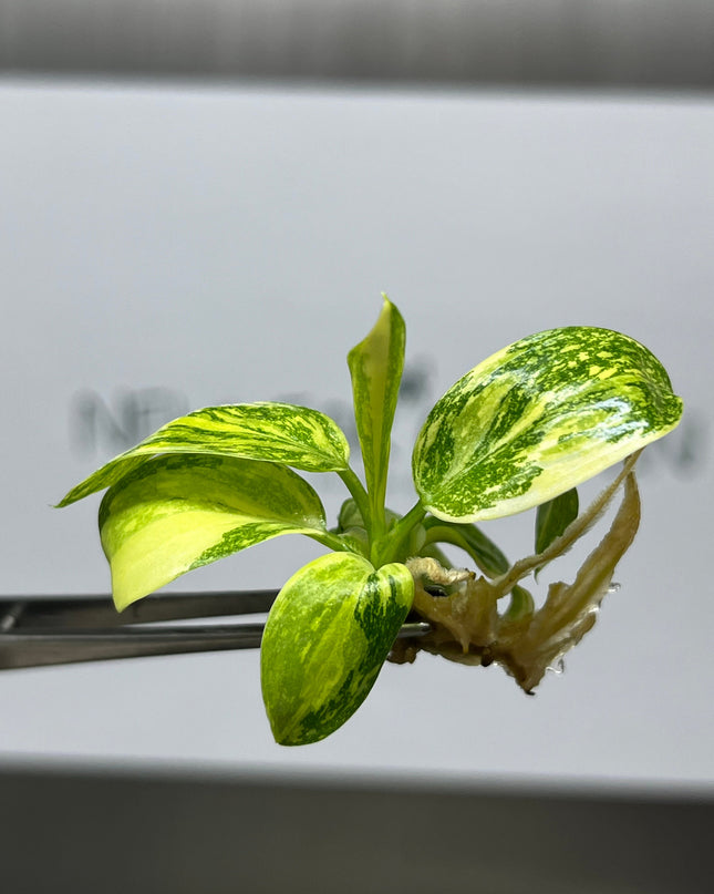 Philodendron Green Congo hybrid Variegated Tissue Culture (1 item/bag)