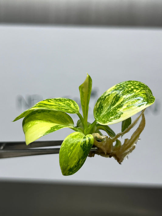 Philodendron Green Congo hybrid Variegated Tissue Culture (1 item/bag)