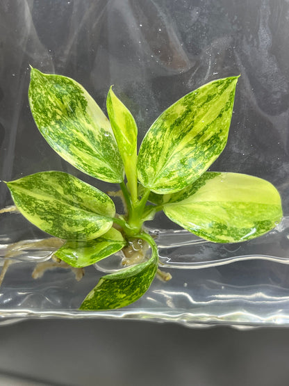 Philodendron Green Congo hybrid Variegated Tissue Culture (1 item/bag)