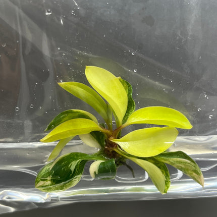 Philodendron Red Congo Variegated Tissue Culture (1 item/bag)