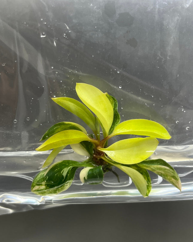 Philodendron Red Congo Variegated Tissue Culture (1 item/bag)
