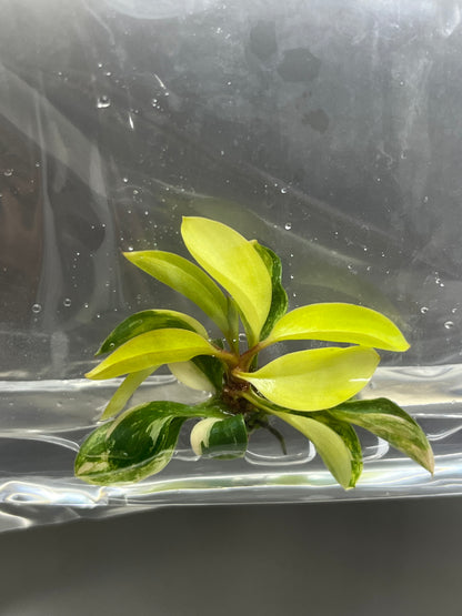 Philodendron Red Congo Variegated Tissue Culture (1 item/bag)