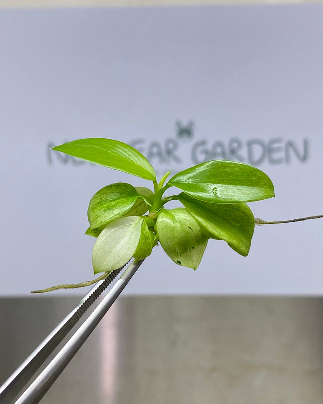 Philodendron Whipple Way Tissue Culture (1 item/bag)