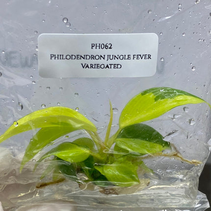 Philodendron Jungle Fever Variegated Tissue Culture (1 item/bag)