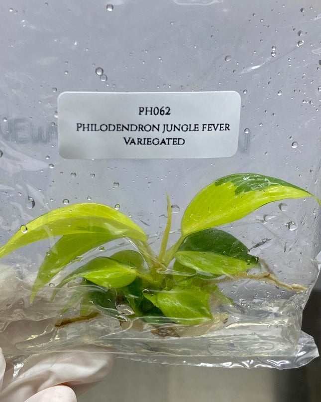 Philodendron Jungle Fever Variegated Tissue Culture (1 item/bag)