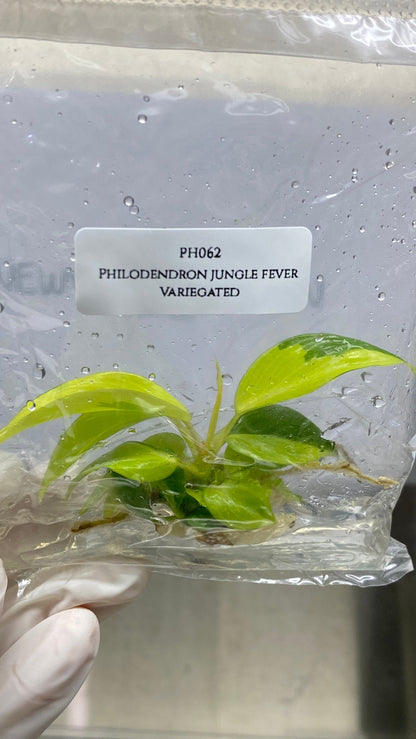 Philodendron Jungle Fever Variegated Tissue Culture (1 item/bag)