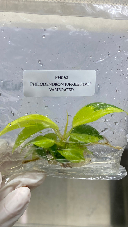 Philodendron Jungle Fever Variegated Tissue Culture (1 item/bag)