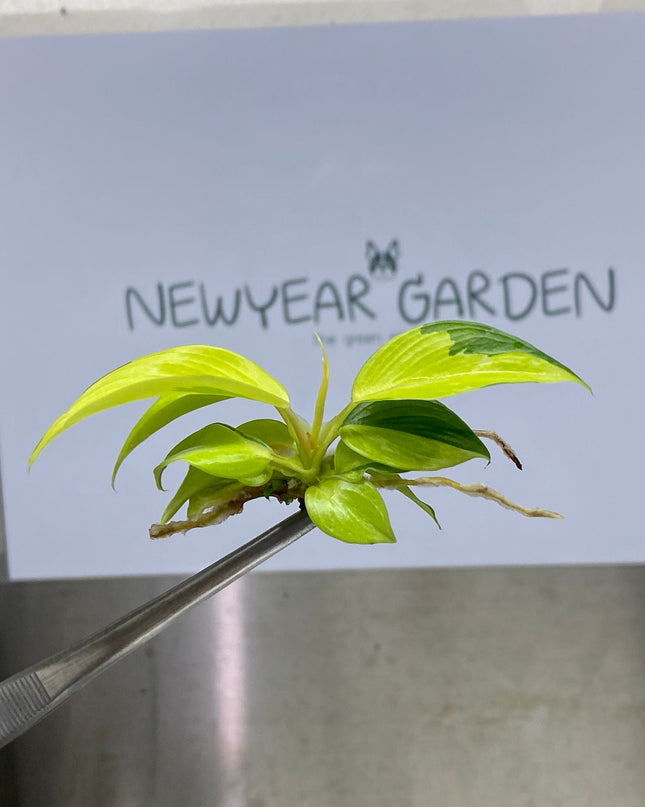 Philodendron Jungle Fever Variegated Tissue Culture (1 item/bag)