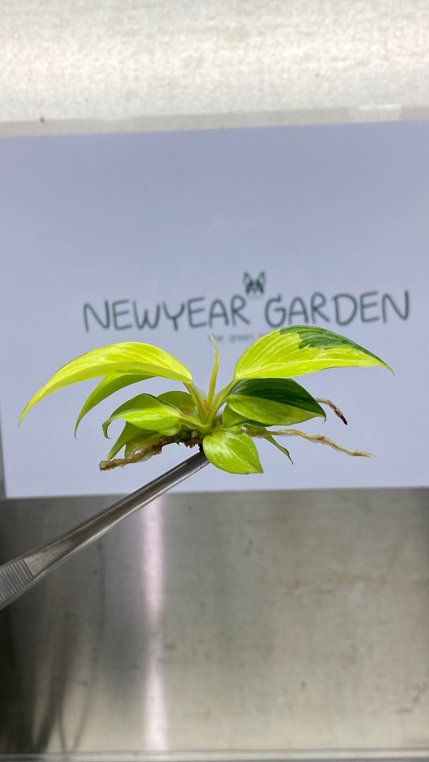 Philodendron Jungle Fever Variegated Tissue Culture (1 item/bag)